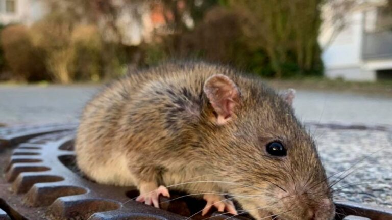 2 Pennsylvania Cities Named the Most Rat Infested Cities in America