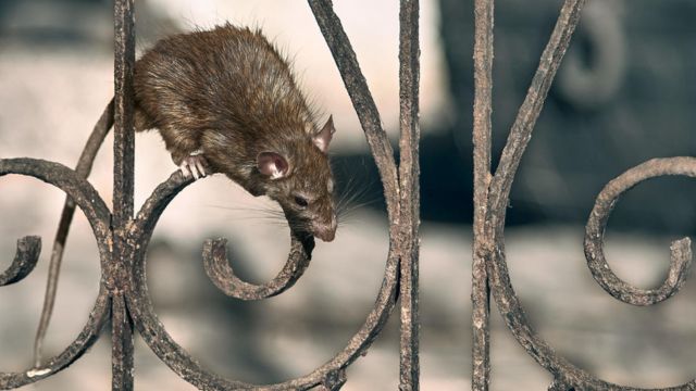 3 Florida Cities Named the Most Rat Infested Cities in America