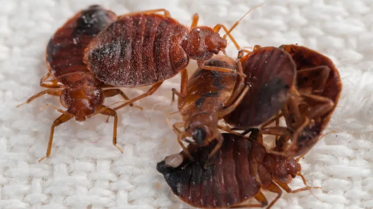 North Carolina is Crawling With Bed Bugs, 3 Cities Among Most Infested