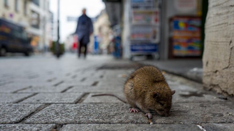 This New York City Has Been Named the Most Rat-Infested City in America
