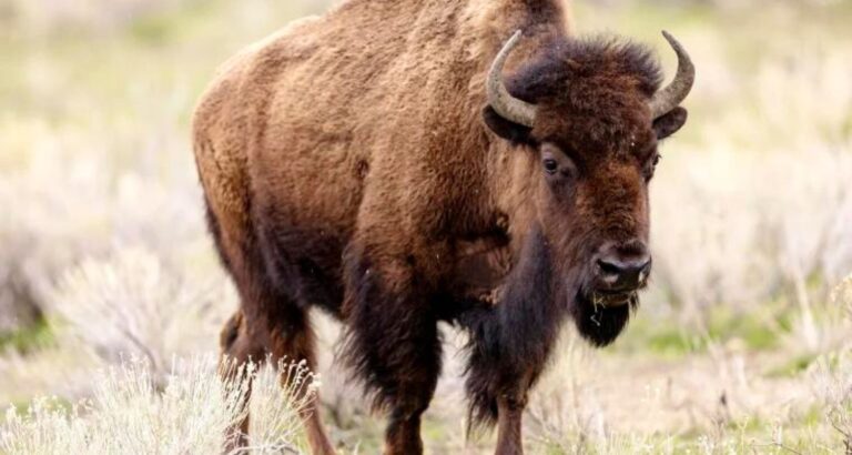 Man Kicks Bison at Yellowstone Park, Gets Injured and Arrested