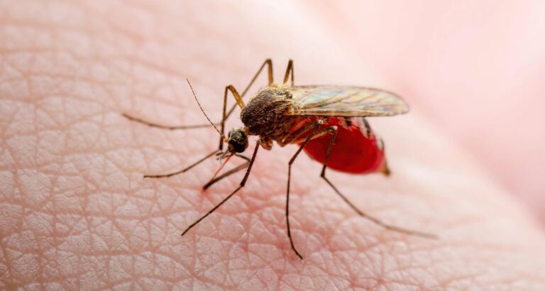 This Florida City Has Been Ranked the Most Mosquito-Infested Cities in the US