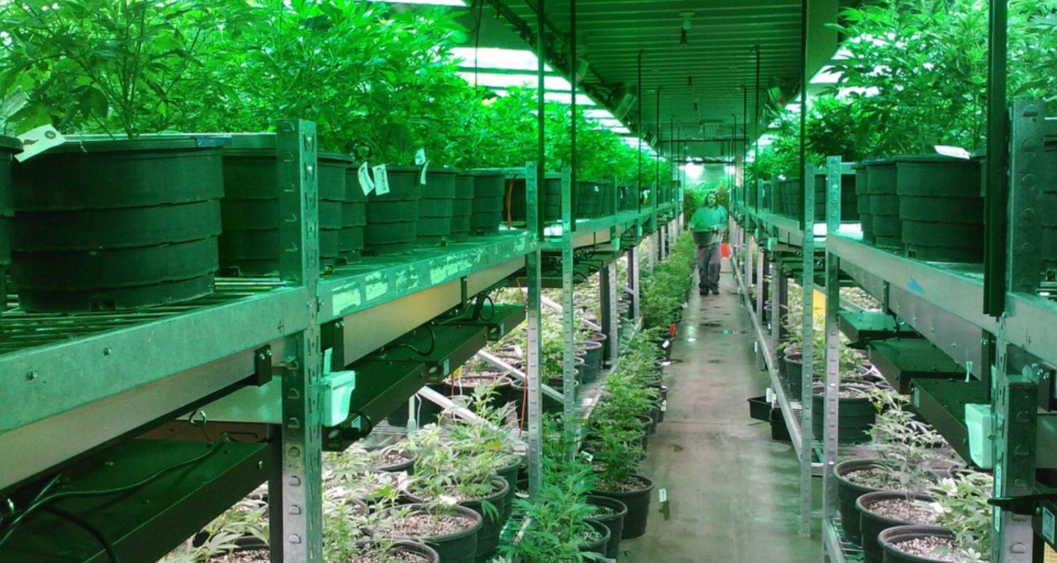 Exploring the City with the Highest Weed Consumption in Louisiana